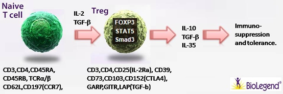 Na?ve T cell 細胞極化之Treg